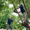 Dillard's Tree Service gallery