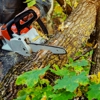 Tree Removal gallery