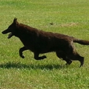 Georgia German Shepherds - Guard Dogs