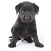 Labpups.com gallery