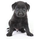 Labpups.com - Hostels