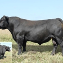 Downey Ranch, Inc. - Ranches
