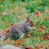 Hunters Wildlife Services gallery