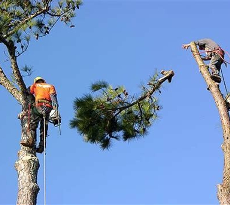 An-Affordable Tree Service LLC.. Multitasking!