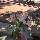 Albuquerque's Civic Plaza