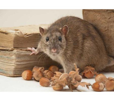 South Gippsland Pest Control