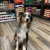 Tailwaggers gallery