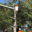 Mid-Florida Tree Service