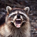 Wildlife Control Houston - Animal Removal Services
