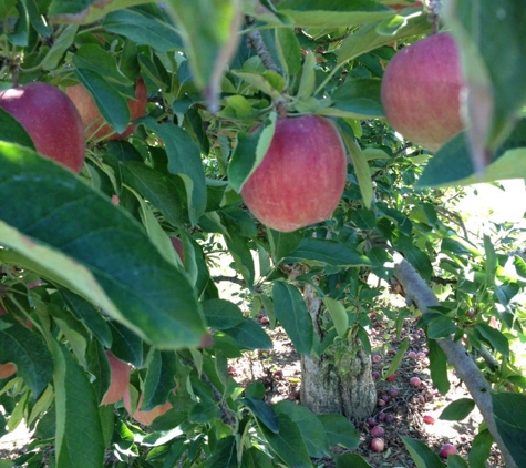 Anderson Orchard - Mooresville, IN