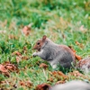 Fast Action Wildlife gallery