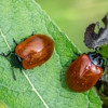 Top Gun Pest Control gallery