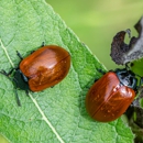 Top Gun Pest Control - Pest Control Equipment & Supplies