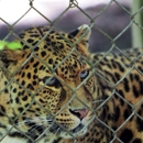 Exotic Feline Rescue Center - Animal Shelters