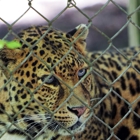 Exotic Feline Rescue Center