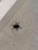 Levs pest control - Pest Control