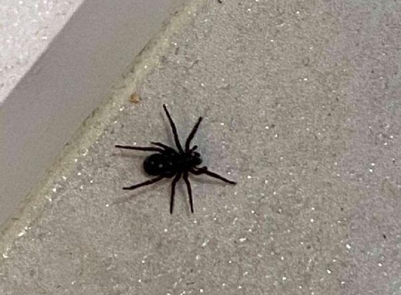 Levs pest control - Roselands, NSW. Spider treatment
