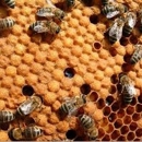 Green Bee Pest Control - Pest Control Services