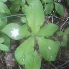 Backyard Natives