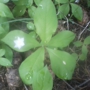 Backyard Natives