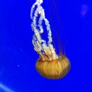 Oregon Coast Aquarium - Public Aquariums