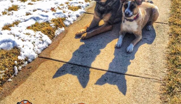 Albany Off Leash K9 Training - Menands, NY