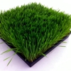 Go Grass gallery