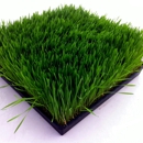 Go Grass - Fruits & Vegetables-Wholesale