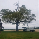 Bottoms Bridge Tree Service - Stump Removal & Grinding