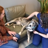 PetVet365 Pet Hospital Jeffersonville IN/North Louisville gallery