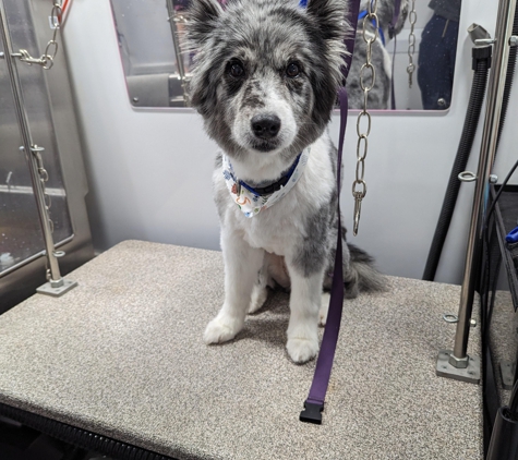 Kontota of Central Houston - Mobile Dog Grooming - Houston, TX