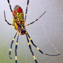 Valor Pest Solutions - Pest Control Services