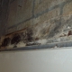 Bay Area Mold Services