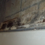 Bay Area Mold Services