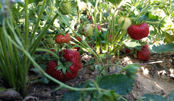 Lewin Farms - Calverton, NY