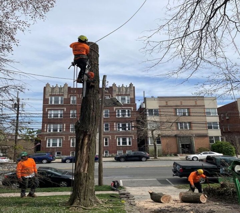 SUPREME TREE SOLUTIONS LLC - Elizabeth, NJ