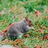 Humane Choice Wildlife Services gallery
