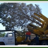 Affordable Tree Service gallery