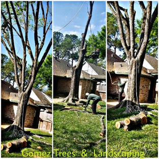 Gomez Trees & Landscaping