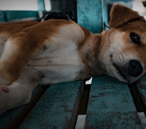 South Paw Dog Grooming - Pialba, QLD
