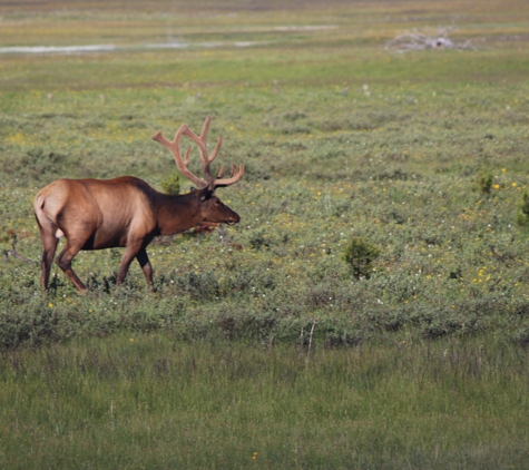 Yellowstone National Park - North Entrance - Gardiner, MT