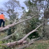 Mr Timber Tree Service gallery