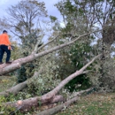 Mr Timber Tree Service - Tree Service