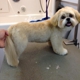 Lucky Dog Grooming