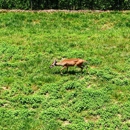 Wnc Nature Ctr - Zoos