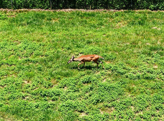 Wnc Nature Ctr - Asheville, NC