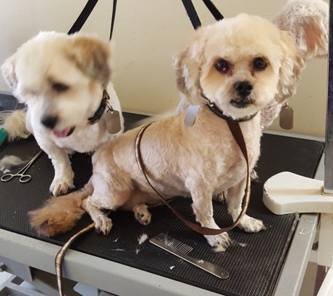 Puppy bath pet grooming salon - Tucson, AZ