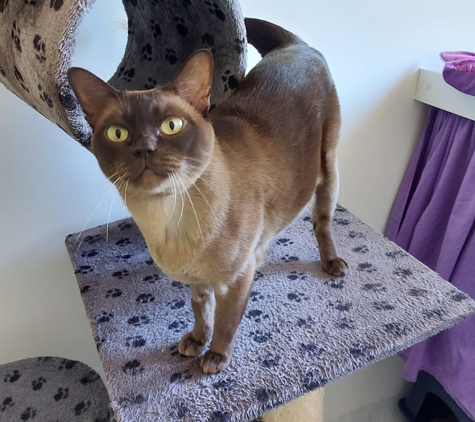Carlyn Park Cattery - Nana Glen, NSW