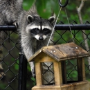 Cincinnati Wildlife Control - Animal Removal Services