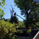 770-Tree-Guy - Tree Service